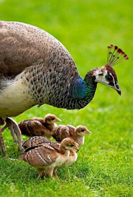 جوجه طاووس و مادرشان