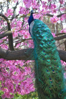 طاووس روی درخت