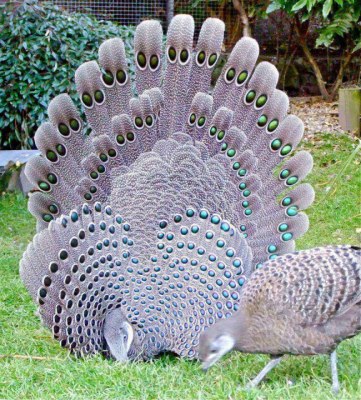 طاووس خاکستری